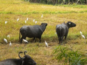 Bueyes conta pajaritos