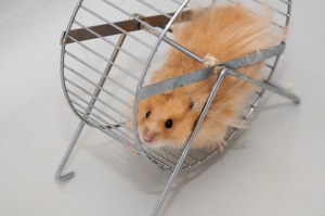 El Hamster y la Rueda